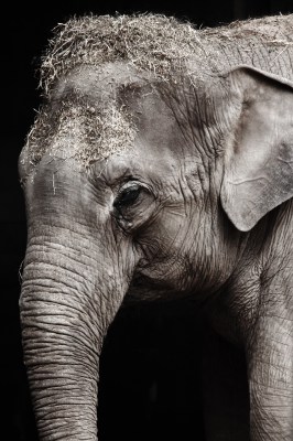Słoń, zwierzęta, fotografia czarno biała